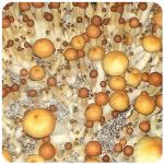 Псилоцибиновые (галлюциногенные)  грибы Psilocybin "Golden Teacher" в Луховицах
